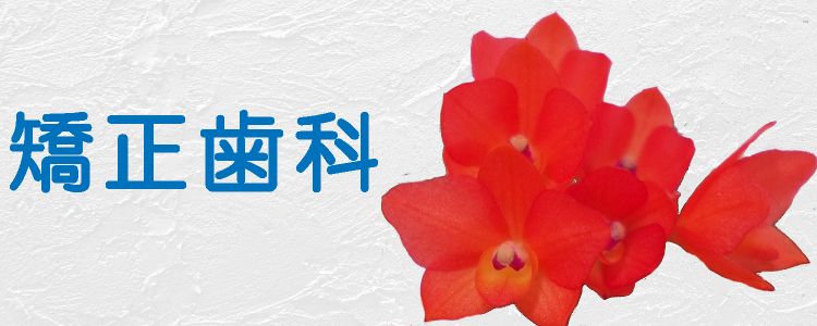 矯正歯科
